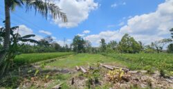 Tanah Dijual Jogja Bagus Murah Strategis Dekat Tengkleng Gajah Jl Kaliurang Km 9 Sinduharjo Ngaglik Sleman Yogyakarta